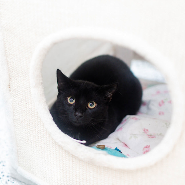 Photo of Midnight