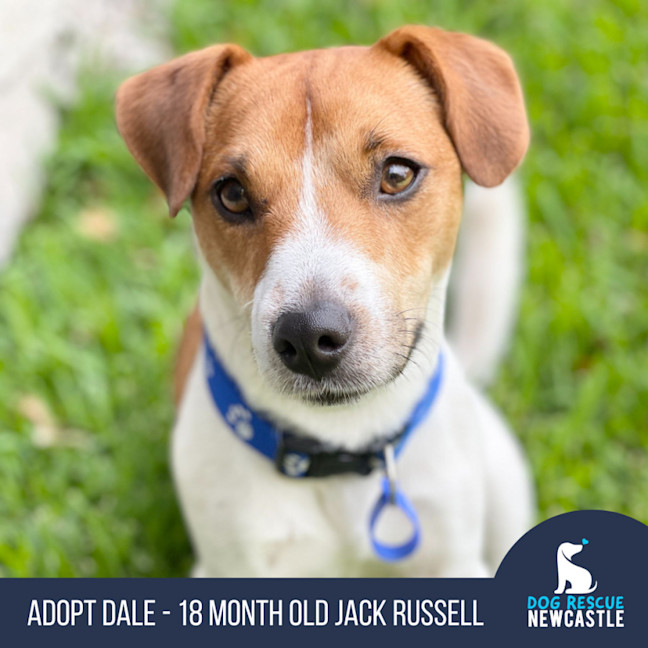 Photo of Dale   18 Month Old Jack Russell 