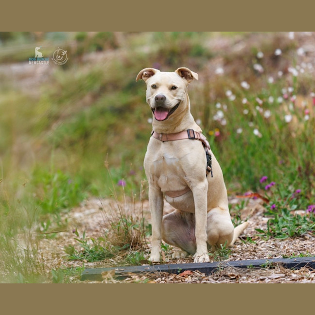 Photo of Chilli   22 Month Old Staffy X