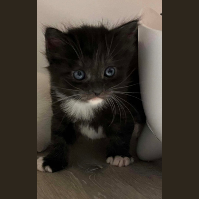 Photo of Cookie