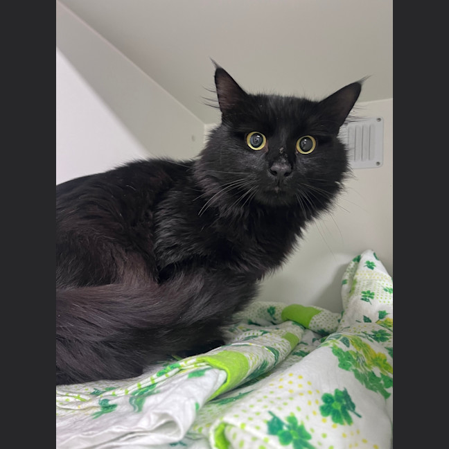 Photo of Molasses