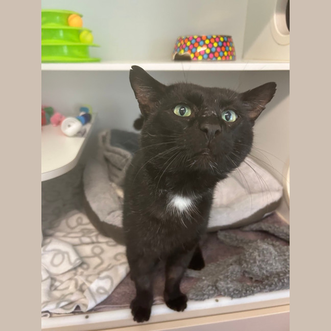Photo of Whiskas