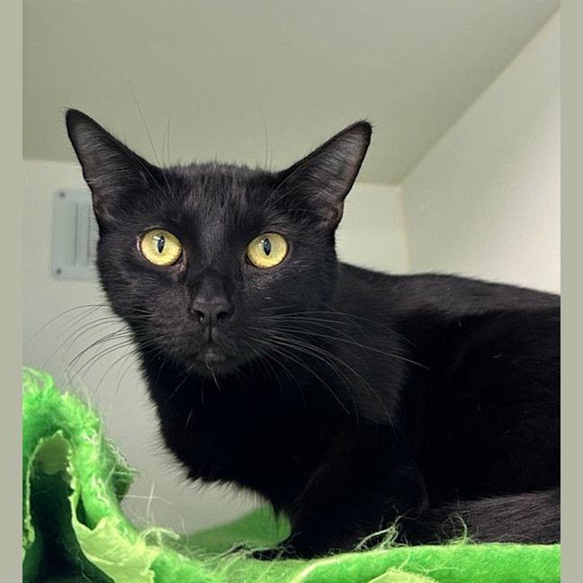 Photo of Cleopatra