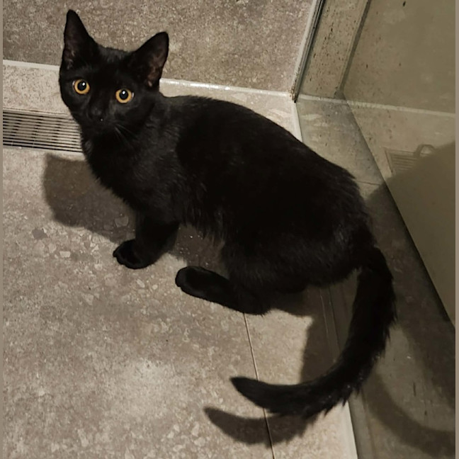 Photo of Emelda   In Foster Care In Avondale Heights