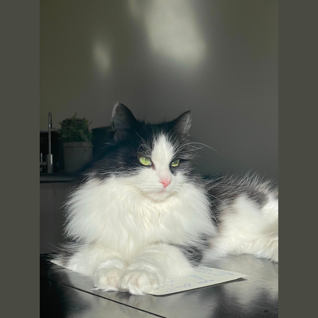 Photo of Luna