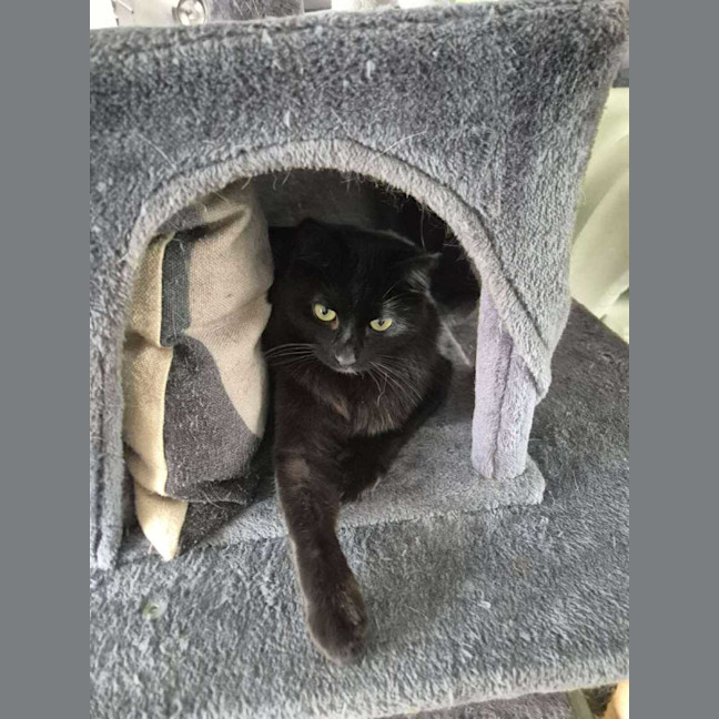 Photo of Finley *9 Lives Project Rescue*