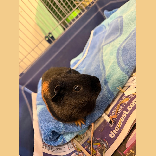 Photo of Ivy