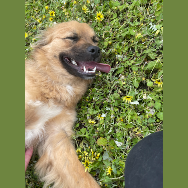 Photo of Ace