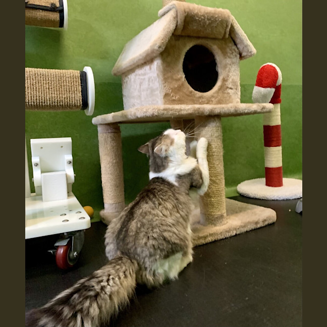 Photo of Chester