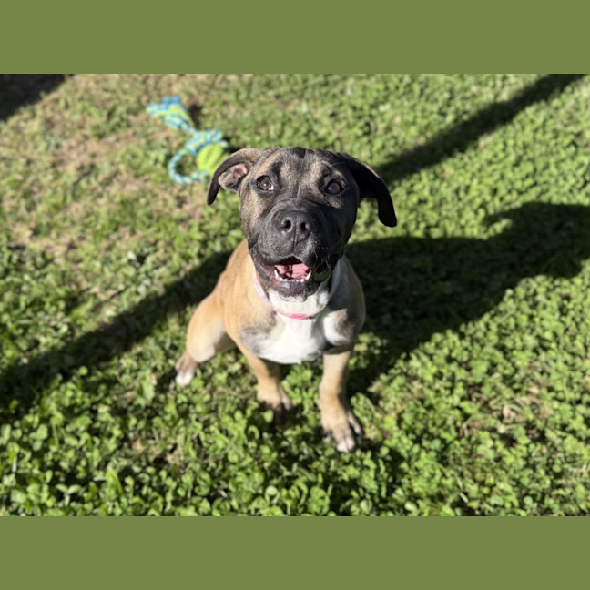Photo of Nutmeg Imp 1482