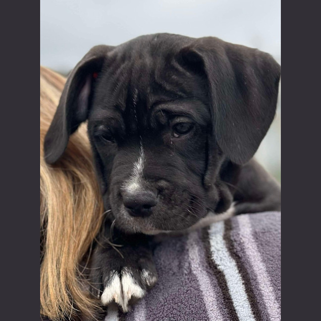Photo of Zuko   9 Week Old Staffy X