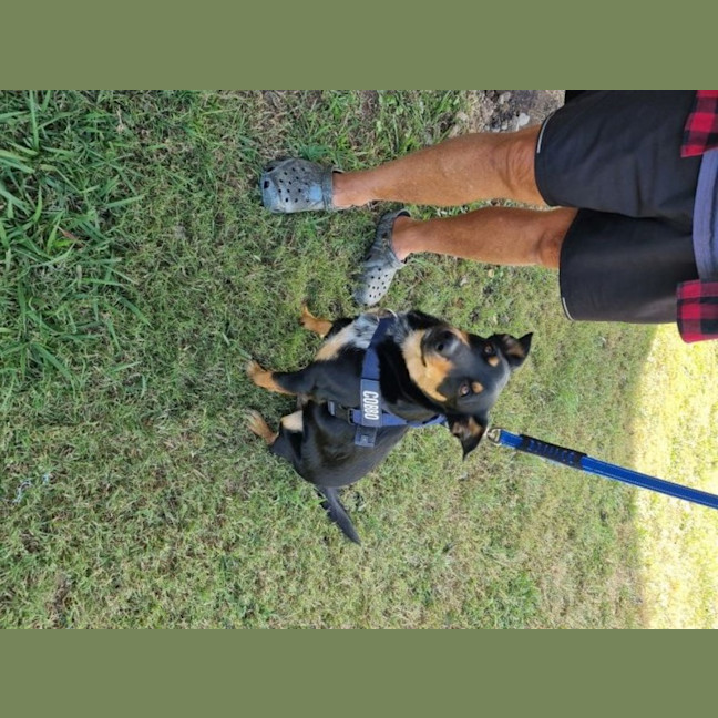 Photo of Cobbo *$350 Adoption Fee*