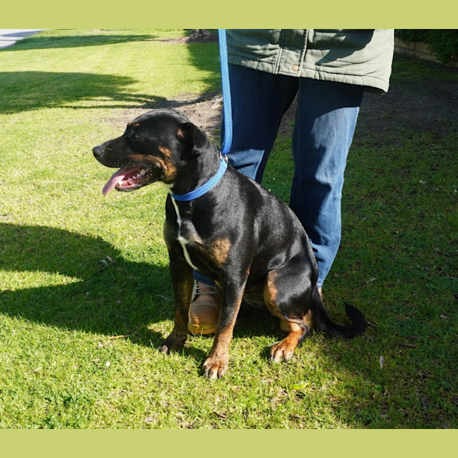 Photo of Pippin