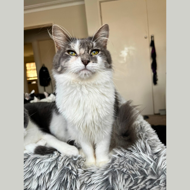 Photo of Delphine ❣️ *9 Lives Project Rescue*