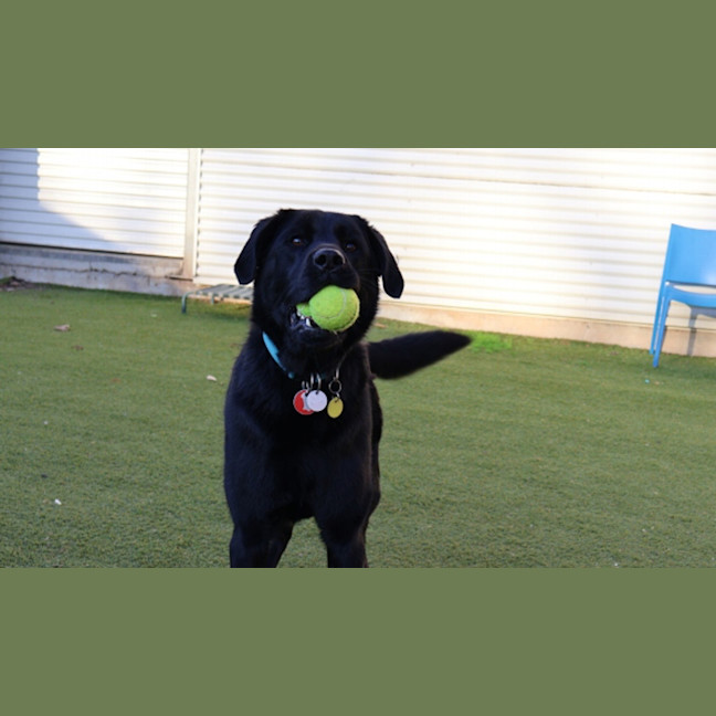 Photo of Archie