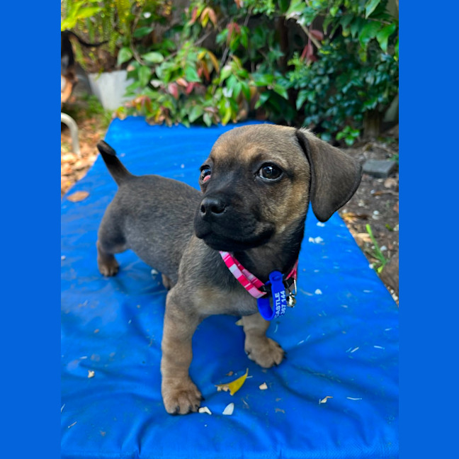 Photo of Daisy   11 Week Old Pug X Dachshund