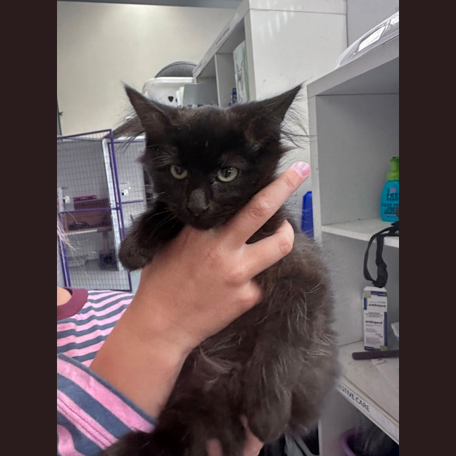 Photo of Sooty 
