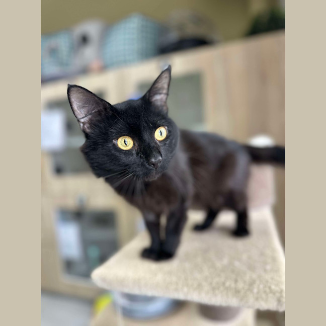 Photo of 🥛 Chia 5793 🥛