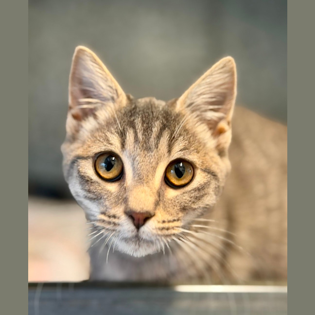 Photo of Dumpling