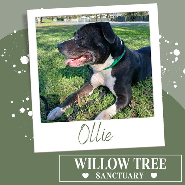 Photo of Ollie