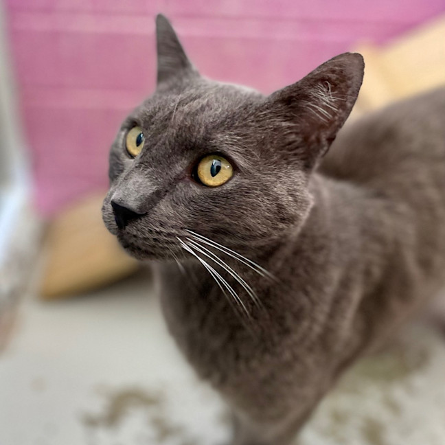 Photo of Silver