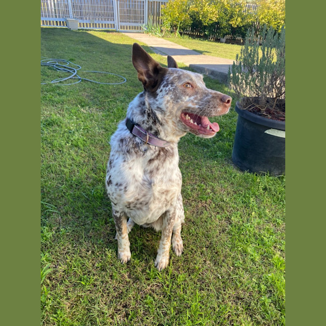 Photo of Willow   5 Year Old Cattle Dog X Kelpie