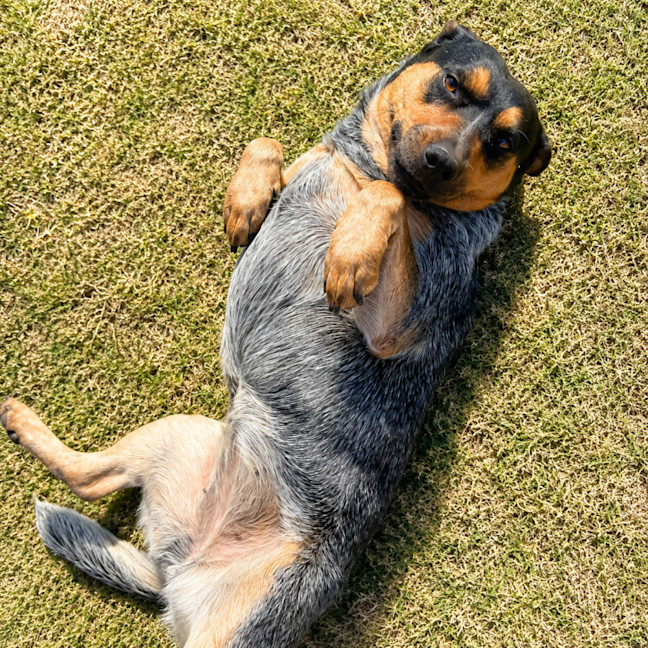 Photo of Roxy