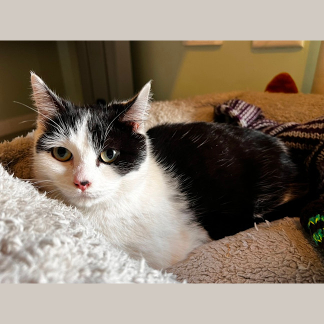 Photo of Ayla * 9 Lives Project Rescue*