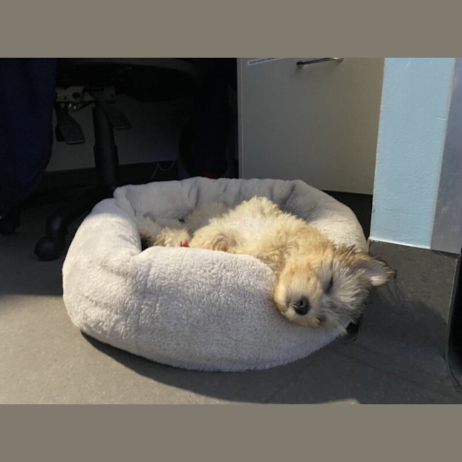 Photo of Willow