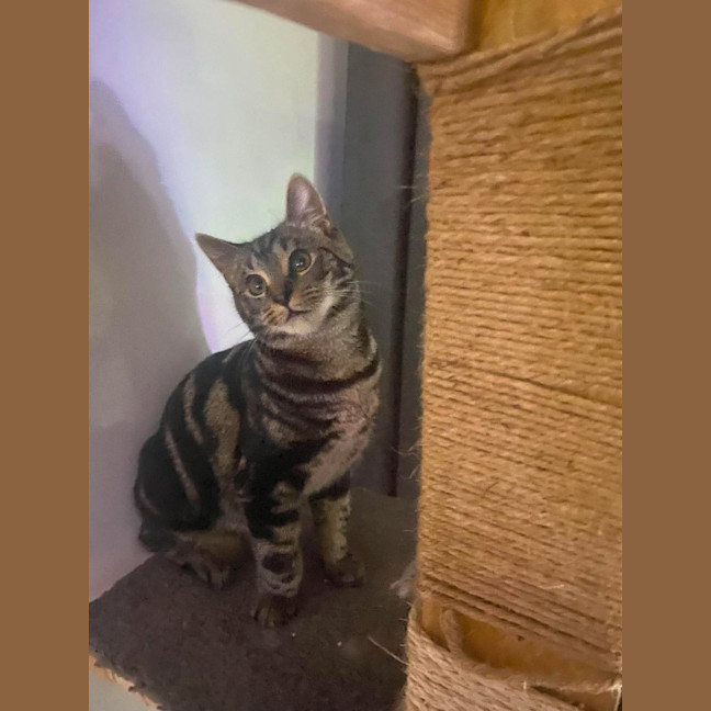 Photo of Moshi