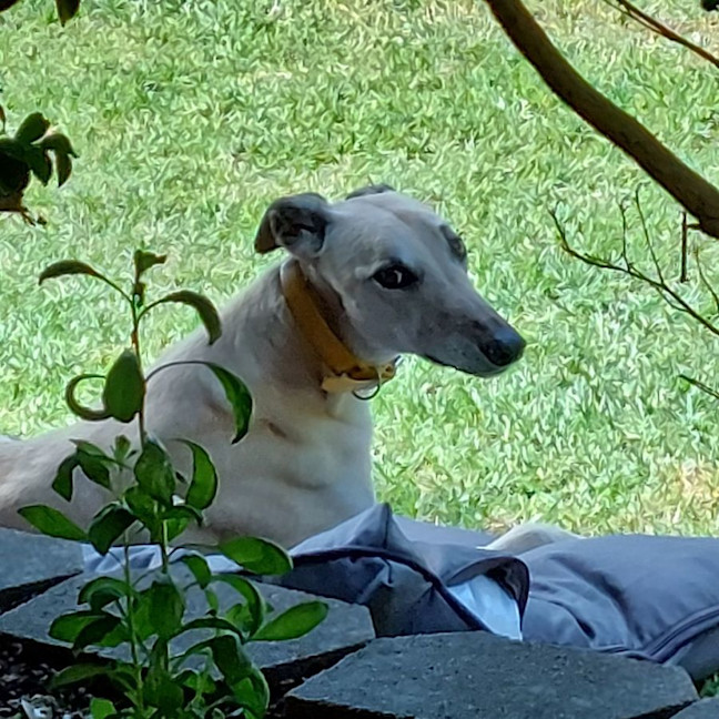 Photo of Mac 🐾💙.  Assisted Rehome