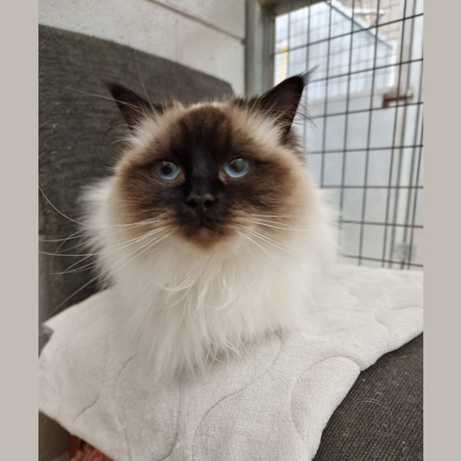 Photo of Coco