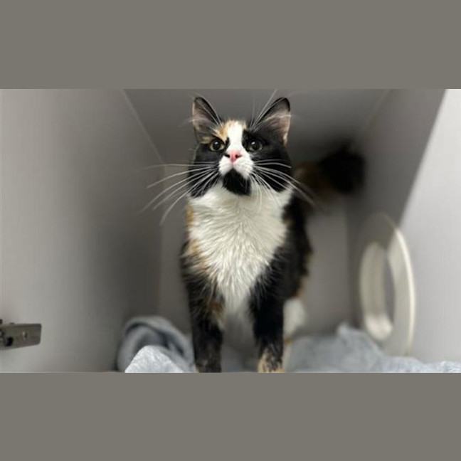 Photo of Moonbeam