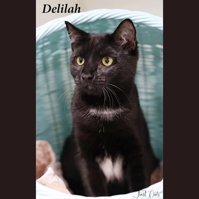 Photo of Delilah