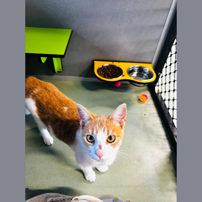 Photo of Maple