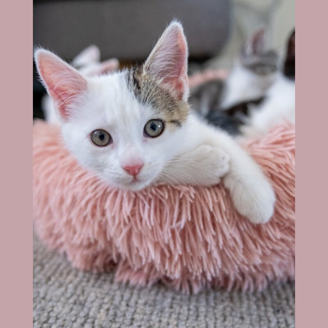 Photo of Apollo