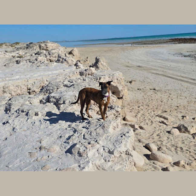 Photo of Geronimo