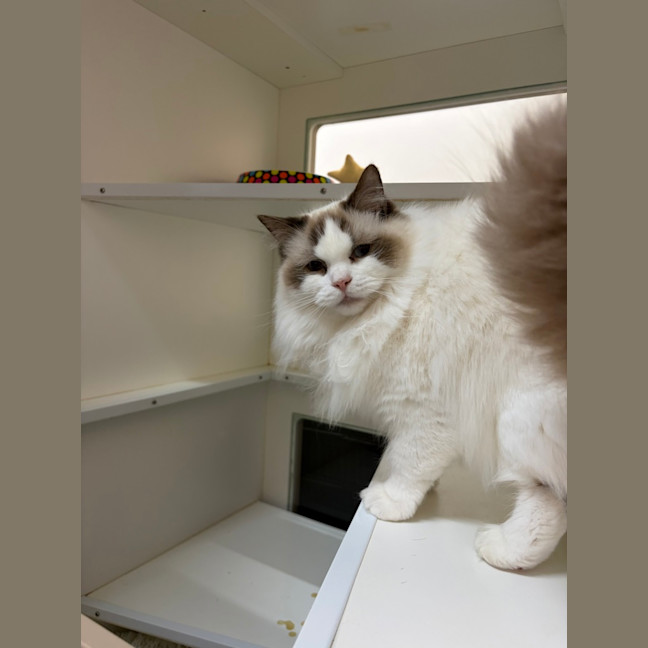 Photo of Bramble