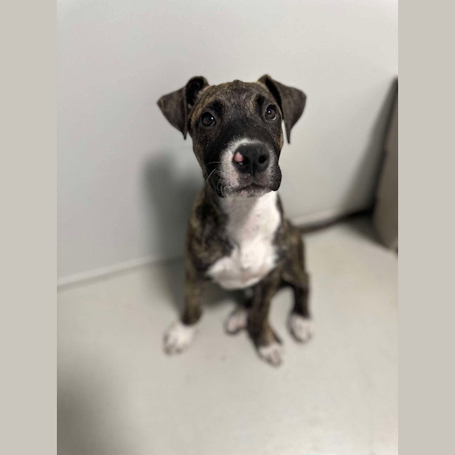 Photo of Reba   3 Month Old Staffy X (On Trial)