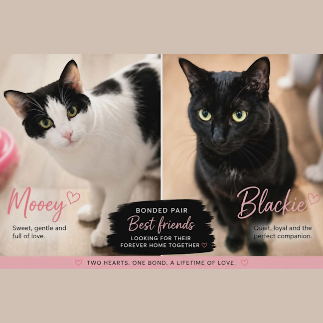 Photo of Blackie