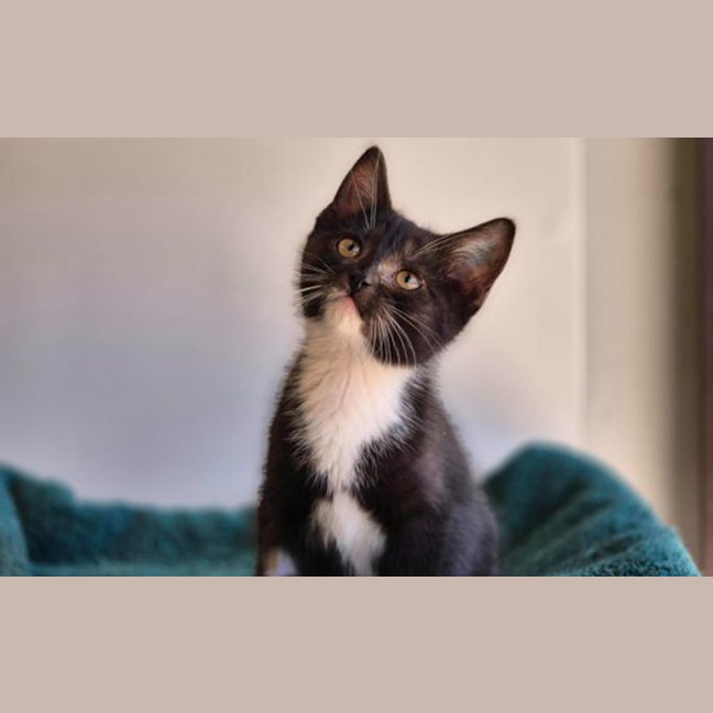 Photo of Olive