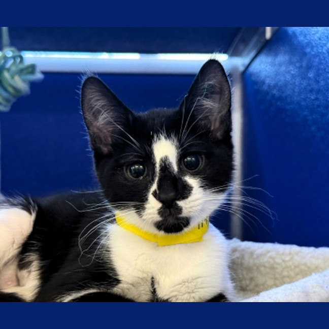 Photo of Diamond