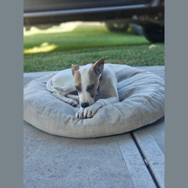 Photo of Molly   1 Year Old Australian Terrier X