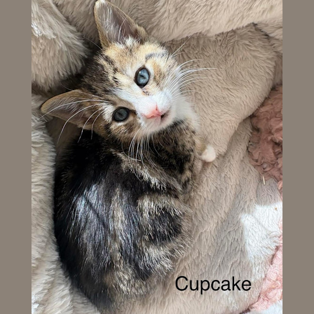 Photo of Cupcake
