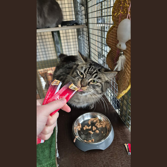 Photo of Romeo! 🧡
