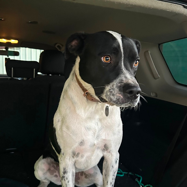 Photo of Loki   Assisted Rehome 🎾