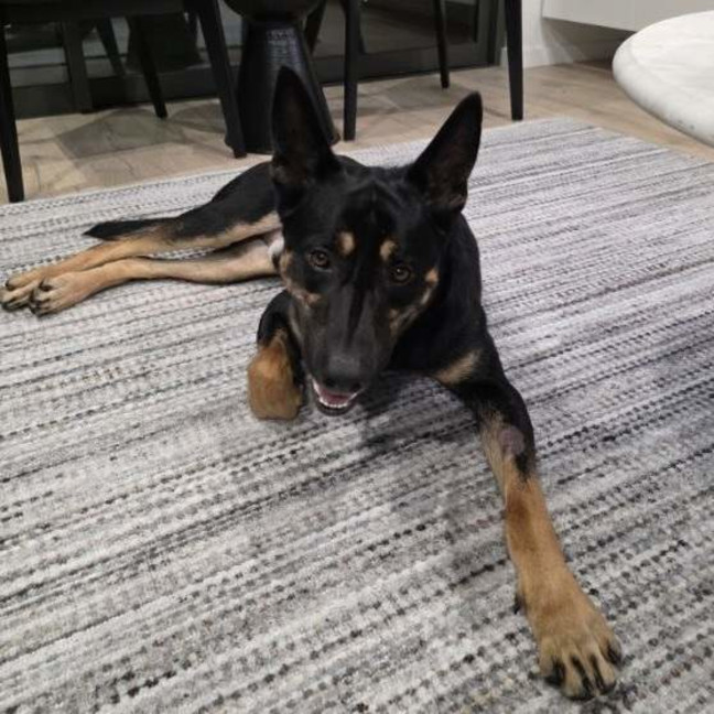 Photo of Rusty