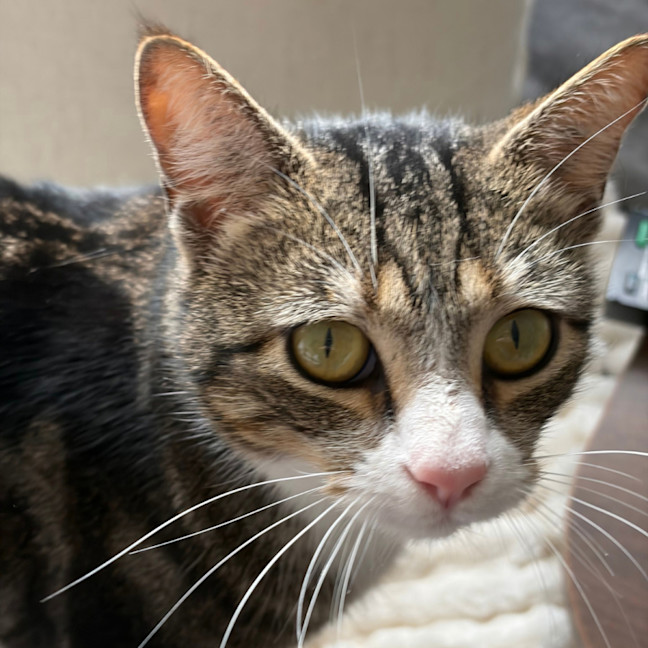 Photo of Stripes