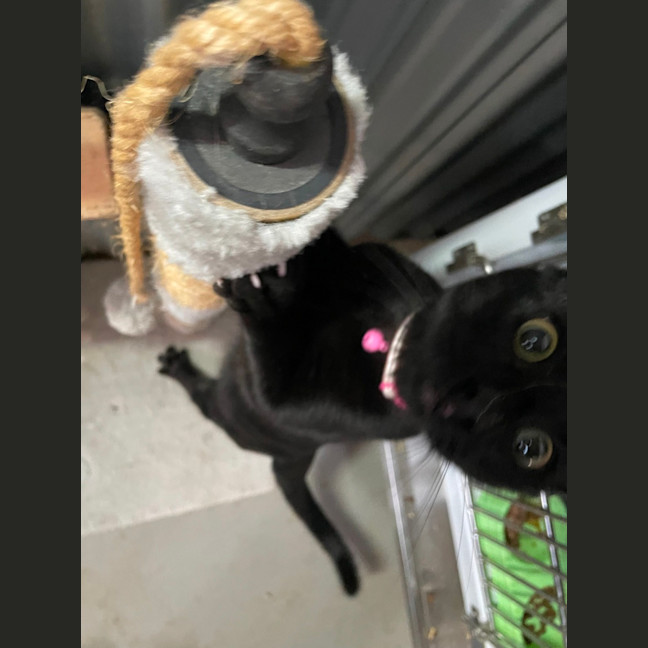 Photo of Bagel