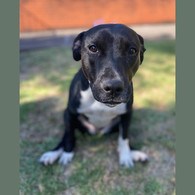 Photo of Pepper Imp 2357